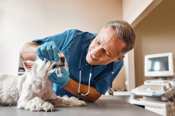 Professional Emergency Dental Service in NE